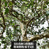 【5月5日15点-16点】【降价拍】【5饼装】【陈年孔雀青饼】2021年生产云南普洱生茶勐海500年古树茶饼3年陈料 商品缩略图3