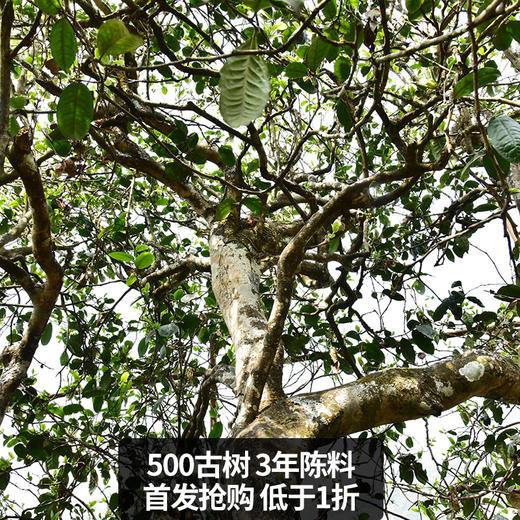 【5月5日15点-16点】【降价拍】【5饼装】【陈年孔雀青饼】2021年生产云南普洱生茶勐海500年古树茶饼3年陈料 商品图3