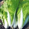 小白菜（基地现摘） 商品缩略图1