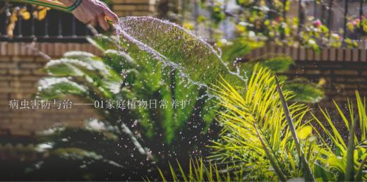 6.1家庭植物日常养护 商品图0
