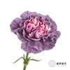 女神节预售单头康乃馨 | 野马【2月28日开始发货，请备注发货时间】 商品缩略图1