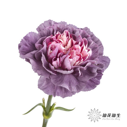 女神节预售单头康乃馨 | 野马【2月28日开始发货，请备注发货时间】 商品图1