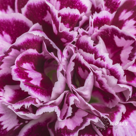 单头康乃馨 | 芙蕾雅 商品图2