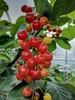 【生鲜预售】房县新鲜现摘樱桃 商品缩略图3
