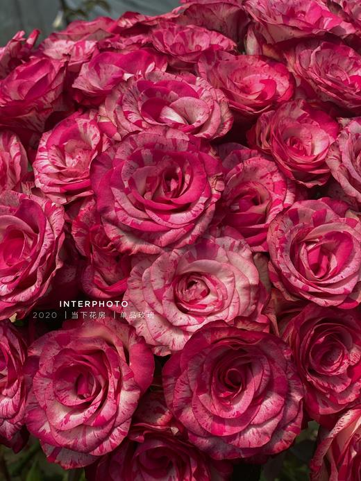 炫彩玫瑰10支份买2份减20元花语炙热的爱