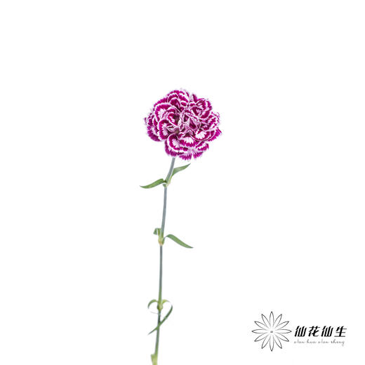 单头康乃馨 | 芙蕾雅 商品图5