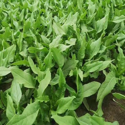 油麦菜(基地现摘) 商品图1