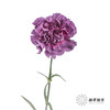 女神节预售单头康乃馨 | 野马【2月28日开始发货，请备注发货时间】 商品缩略图6