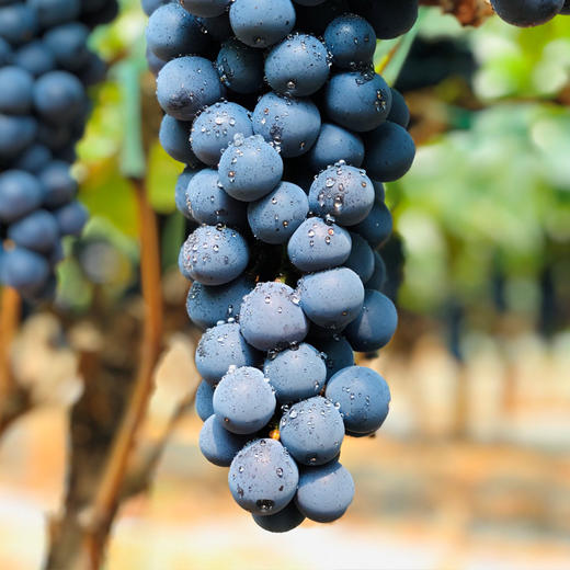 云南高原夏黑葡萄
