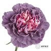女神节预售单头康乃馨 | 野马【2月28日开始发货，请备注发货时间】 商品缩略图0