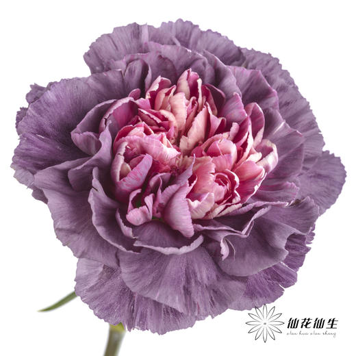 女神节预售单头康乃馨 | 野马【2月28日开始发货，请备注发货时间】 商品图0