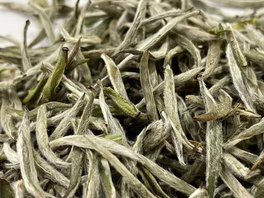 老树头采银针（2021春） 商品图1