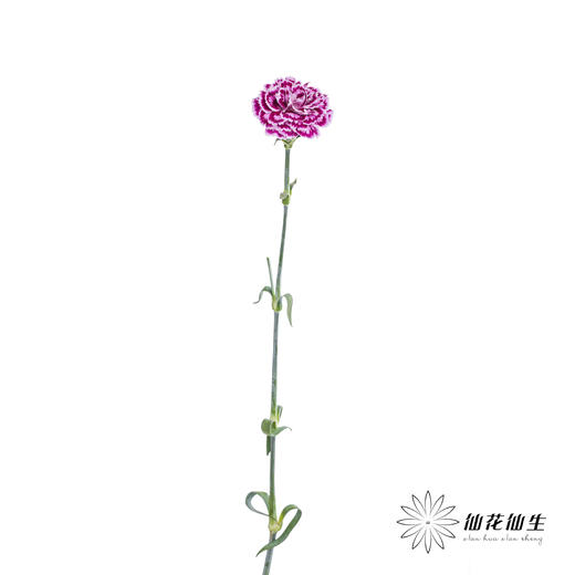 单头康乃馨 | 芙蕾雅 商品图4