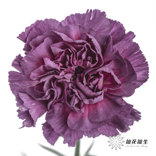 女神节预售单头康乃馨 | 野马【2月28日开始发货，请备注发货时间】 商品图3