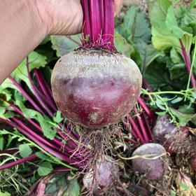  非药而愈食谱 | 关于甜菜根的一切 