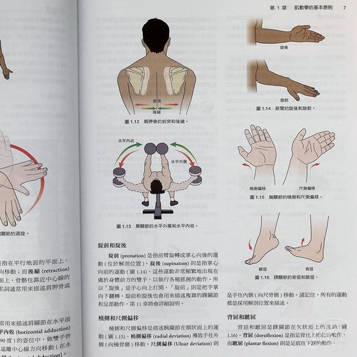 预售 【中商原版】基础肌动学 第三版 港台原版 Mansfield 爱思唯尔 物理治疗 商品图7