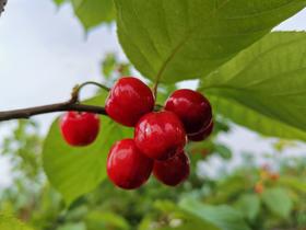 【顺丰空运，产地直发】房县新鲜现摘樱桃 氮气保鲜包装发货 （每箱4盒，约4斤左右）