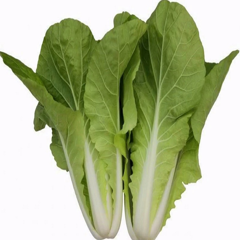 小白菜（基地现摘）