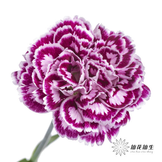 单头康乃馨 | 芙蕾雅 商品图1