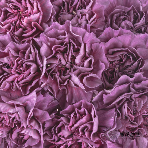 女神节预售单头康乃馨 | 野马【2月28日开始发货，请备注发货时间】 商品图8