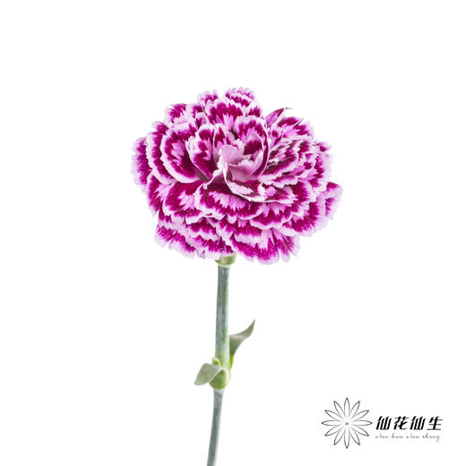 单头康乃馨 | 芙蕾雅 商品图3