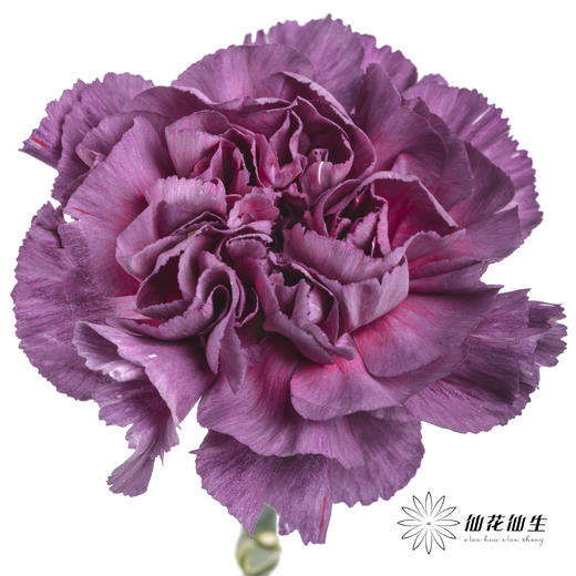 女神节预售单头康乃馨 | 野马【2月28日开始发货，请备注发货时间】 商品图4