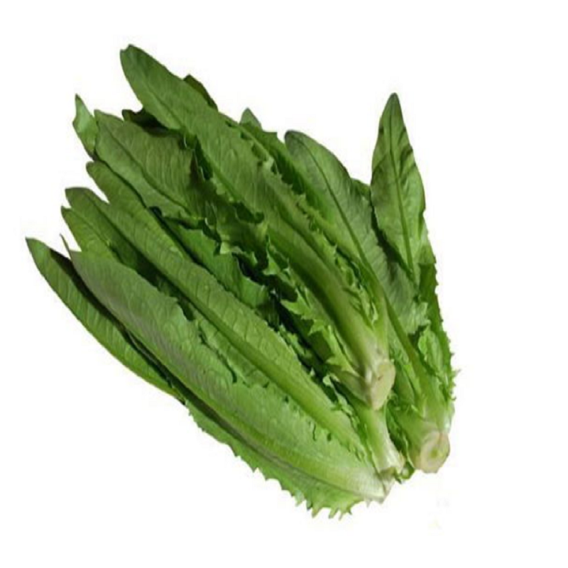 油麦菜(基地现摘)