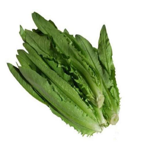 油麦菜(基地现摘) 商品图0