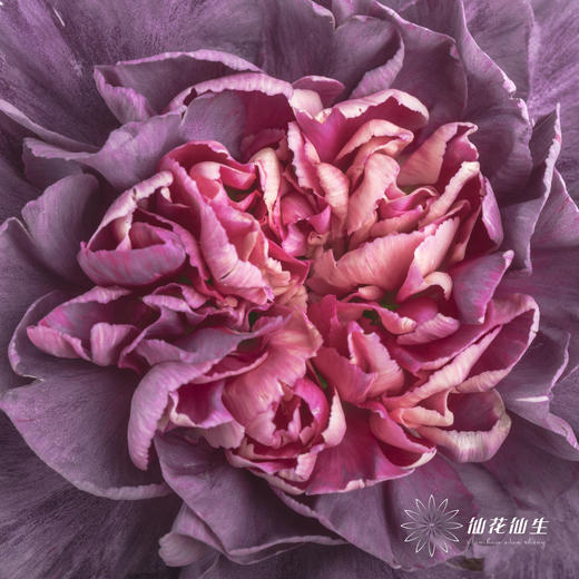 女神节预售单头康乃馨 | 野马【2月28日开始发货，请备注发货时间】 商品图2