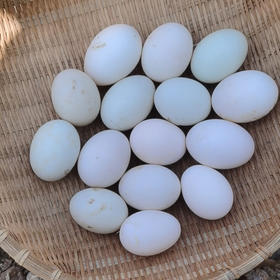 鸭蛋（20枚/盒）