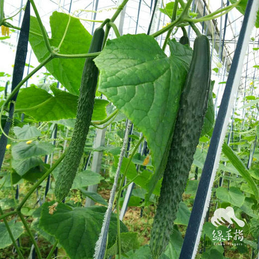 种子·青瓜 | 公平贸易 * Cucumber seeds | Fair Trade Items 商品图1