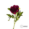 【山东仓现货】芍药顺丰空运包邮 | 红色魅力 商品缩略图4