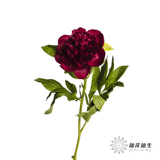 【山东仓现货】芍药顺丰空运包邮 | 红色魅力 商品图4