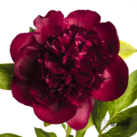 【山东仓现货】芍药顺丰空运包邮 | 红色魅力 商品图0