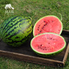 有机西瓜 | 绿家自产* Organic watermelon | Self-production 商品缩略图7