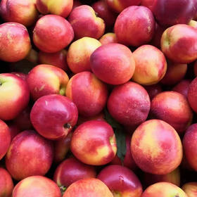 黄心油桃 1000g/份