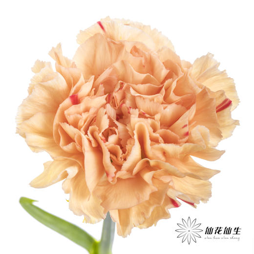 单头康乃馨 | 混色 商品图3