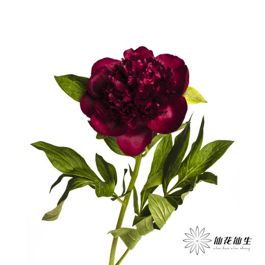 【山东仓现货】芍药顺丰空运包邮 | 红色魅力 商品图5