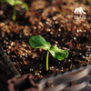 种子·青瓜 | 公平贸易 * Cucumber seeds | Fair Trade Items 商品缩略图0