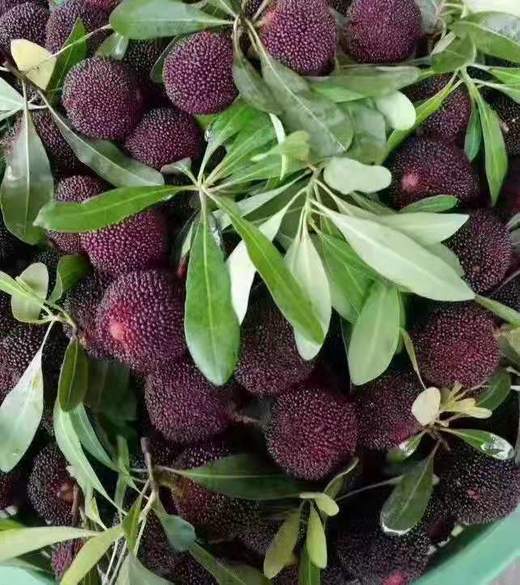 杨梅（大） 商品图0