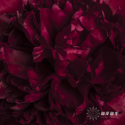 【山东仓现货】芍药顺丰空运包邮 | 红色魅力 商品图2