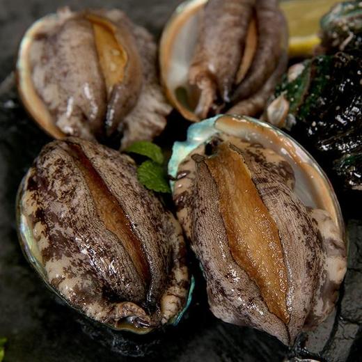 【海鲜】鲜活10头鲍鱼/个 商品图3