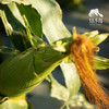 种子·玉米 | 公平贸易 * Corn seeds | Fair Trade Items 商品缩略图1
