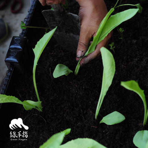 种苗·甜麦菜 | 合作生产 * Sweet wheat seedlings | Coproduct 商品图0