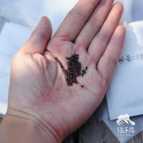 种子·快菜 | 公平贸易 * Kuai Chinese cabbage seeds | Fair Trade Items