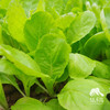 种子·快菜 | 公平贸易 * Kuai Chinese cabbage seeds | Fair Trade Items 商品缩略图1