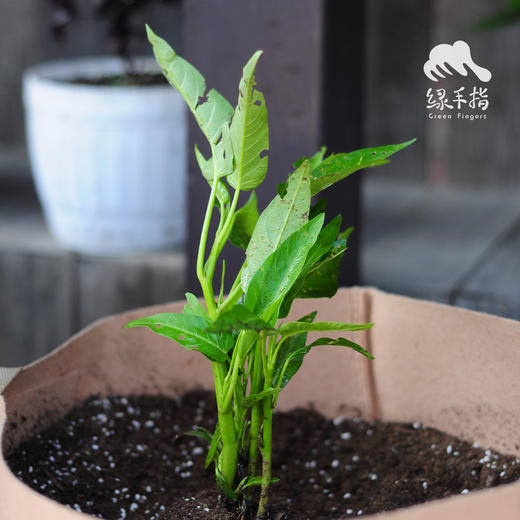 种苗·空心菜 | 合作生产 * Water spinach seedlings | Coproduct 商品图3