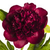 【山东仓现货】芍药顺丰空运包邮 | 红色魅力 商品缩略图1