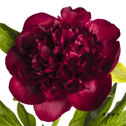【山东仓现货】芍药顺丰空运包邮 | 红色魅力 商品图1