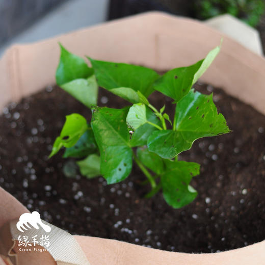 种苗·红薯苗 | 合作生产 * Sweet potato sprouts seedlings | Coproduct 商品图0